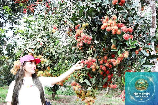 vườn cây ăn trái mang thít - Hình 3