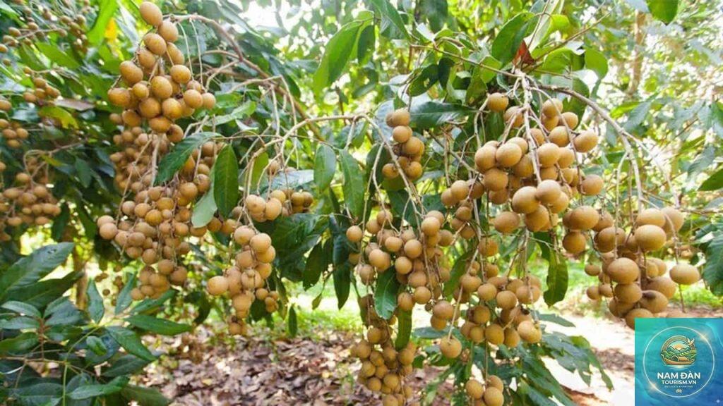 vườn cây ăn trái mỏ cày