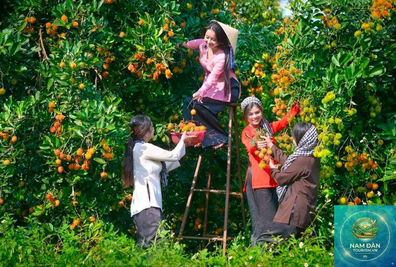 vườn cây ăn trái mỏ cày - Hình 3