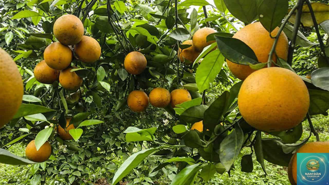 vườn cây ăn trái mỏ cày - Hình 5