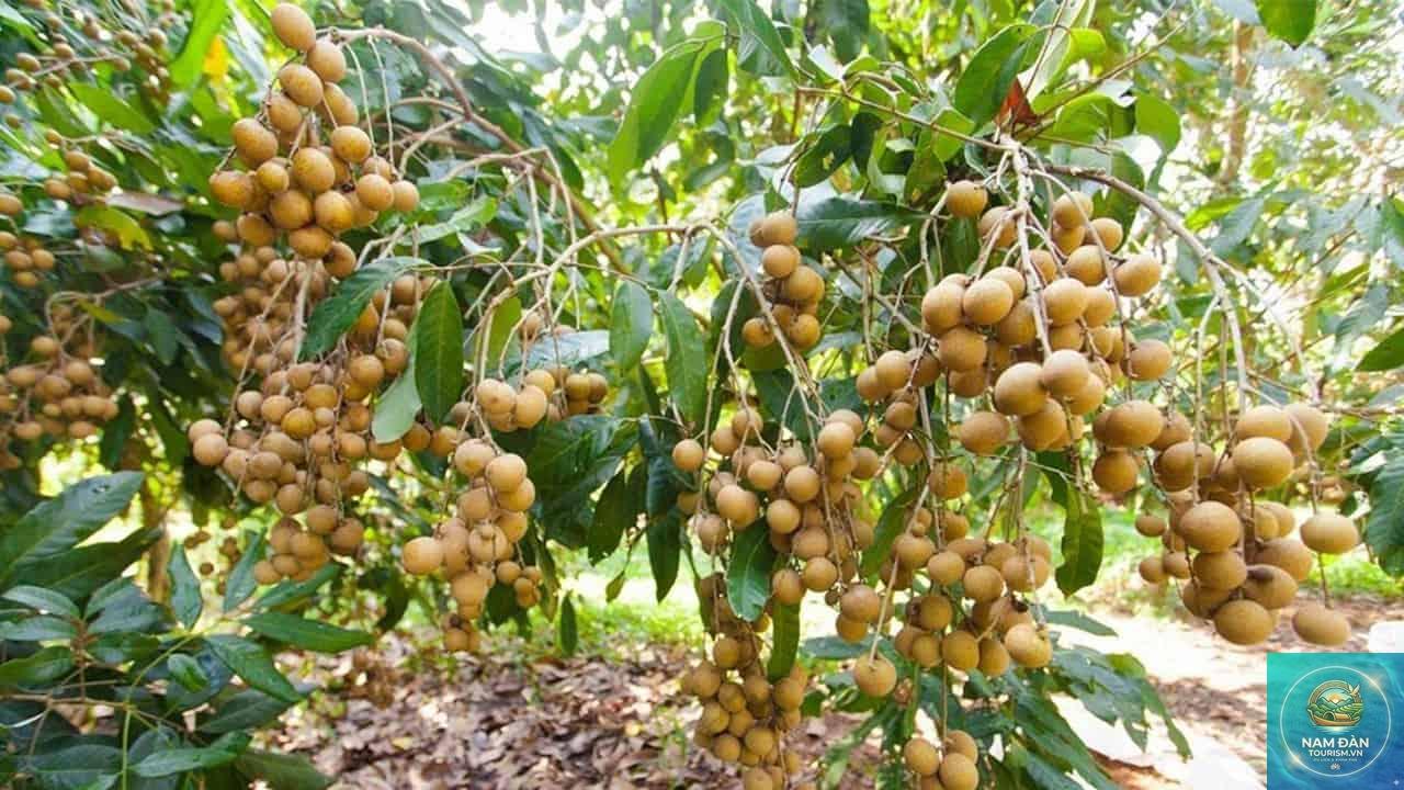 vườn cây ăn trái mỏ cày - Hình 1