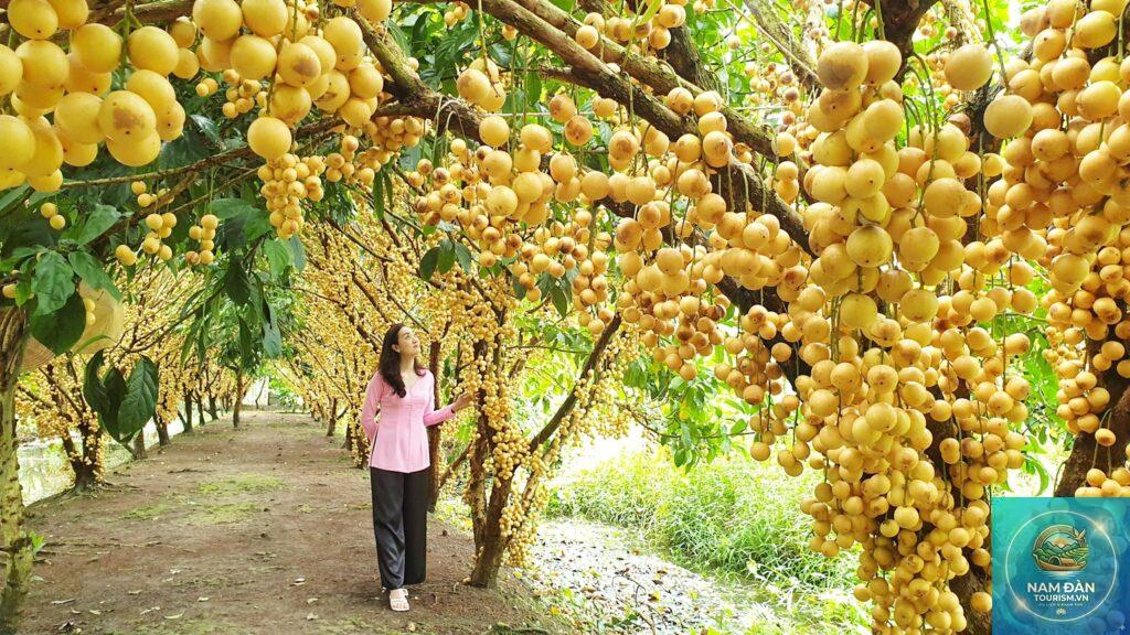 vườn cây ăn trái mỹ phong