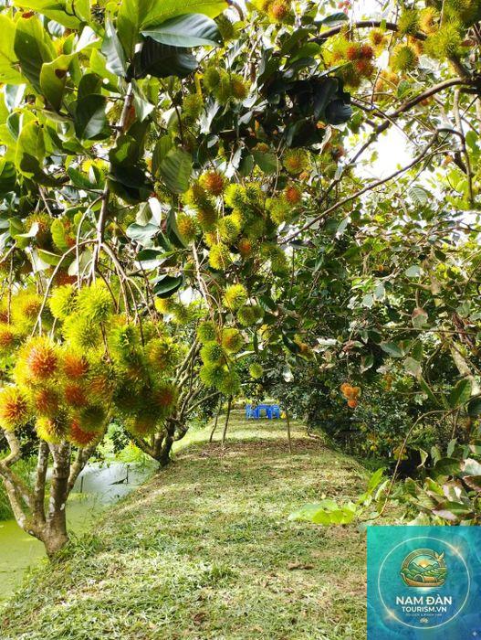 vườn cây ăn trái mỹ phong - Hình 2