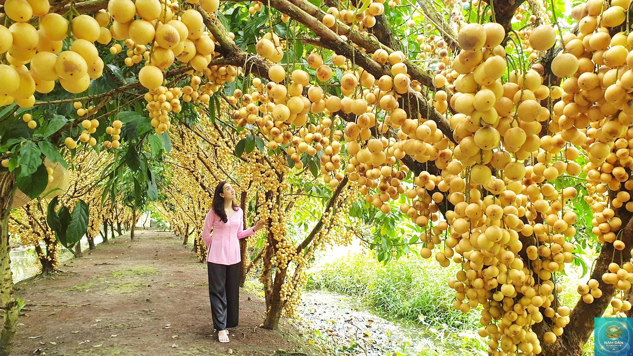 vườn cây ăn trái mỹ phong - Hình 1
