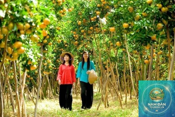 vườn cây ăn trái phước long - Hình 4