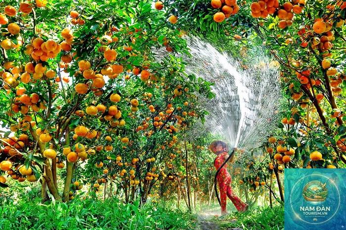 vườn cây ăn trái sa đéc - Hình 3