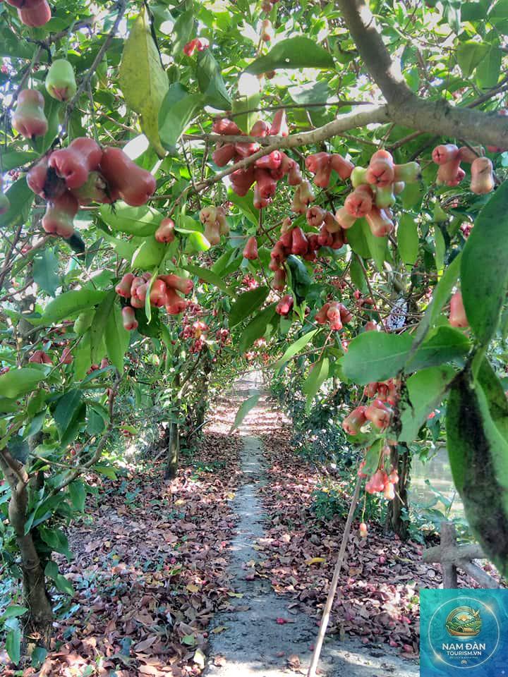 vườn cây ăn trái sa đéc - Hình 4