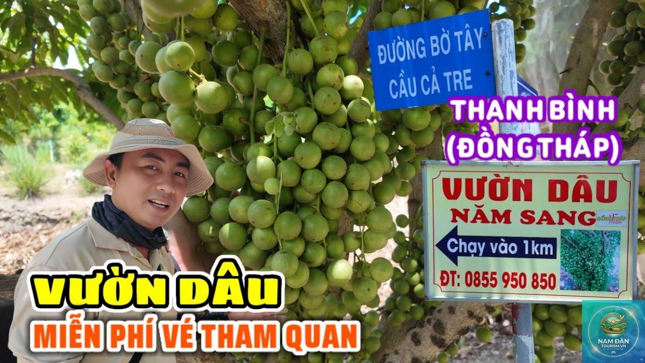 vườn cây ăn trái thanh bình - Hình 2
