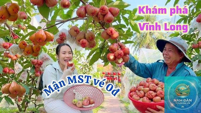 vườn cây ăn trái vũng liêm - Hình 2