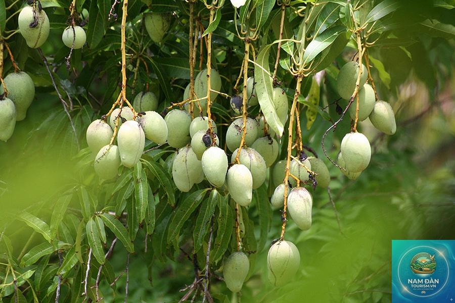 vườn cây ăn trái vũng liêm - Hình 4