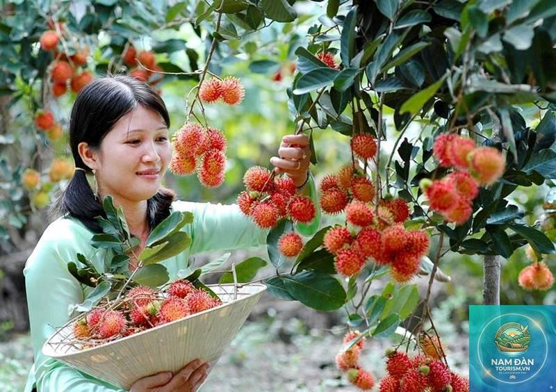 vườn chôm chôm chợ lách - Hình 2