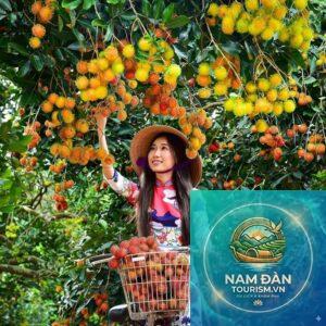 vườn chôm chôm chợ lách