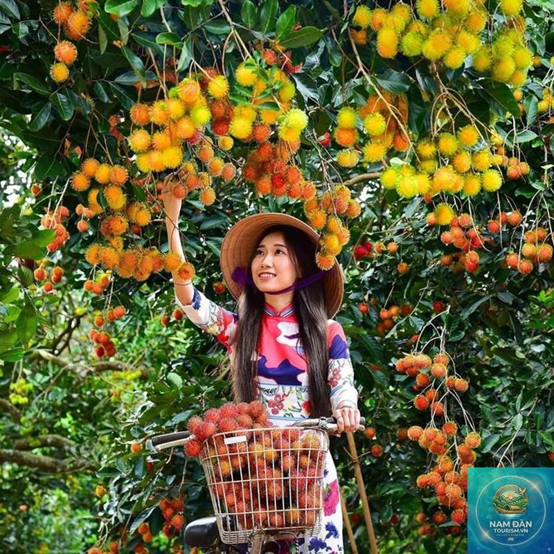 vườn chôm chôm chợ lách
