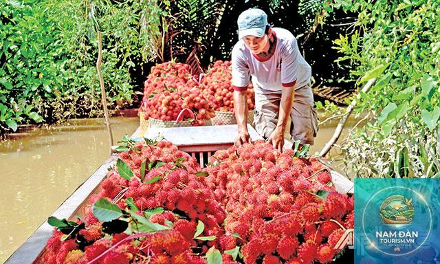 vườn chôm chôm cù lao tân phong - Hình 2