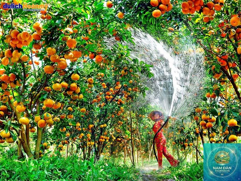 vườn chôm chôm cù lao tân phong - Hình 4