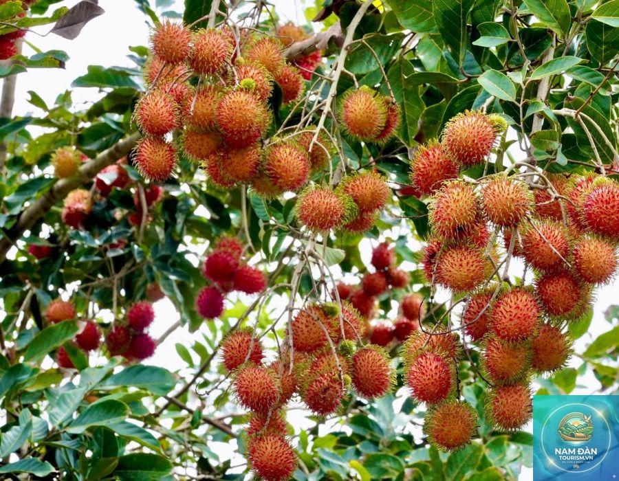 vườn chôm chôm vĩnh long - Hình 5