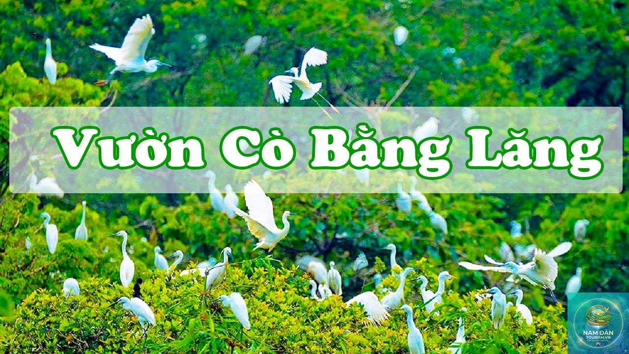 vườn cò bằng lăng - Hình 4