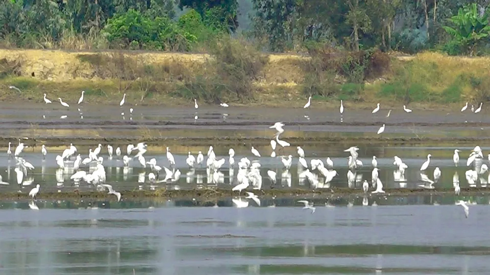 vườn cò tam nông