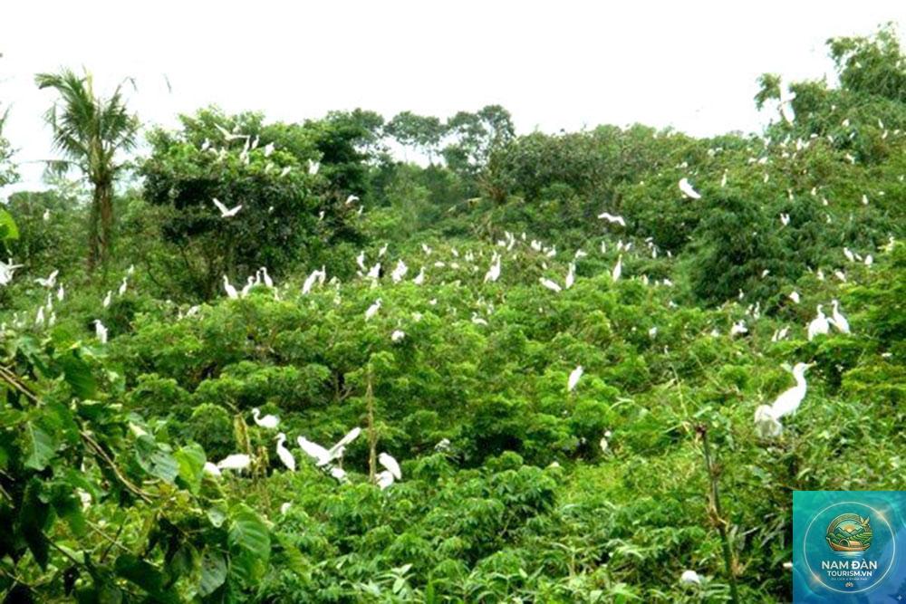 vườn cò tháp mười - Hình 2