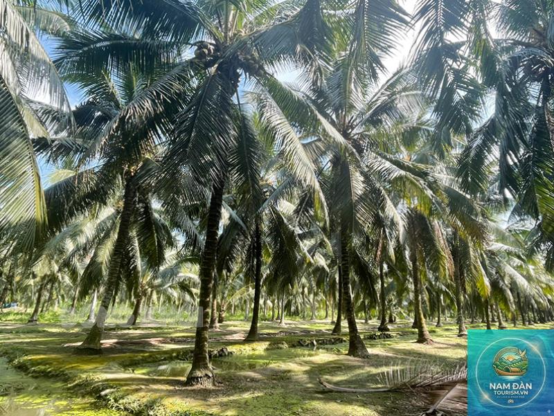 vườn dừa mẫu bến tre - Hình 2