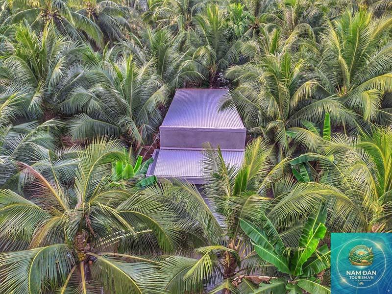 vườn dừa mẫu bến tre - Hình 3