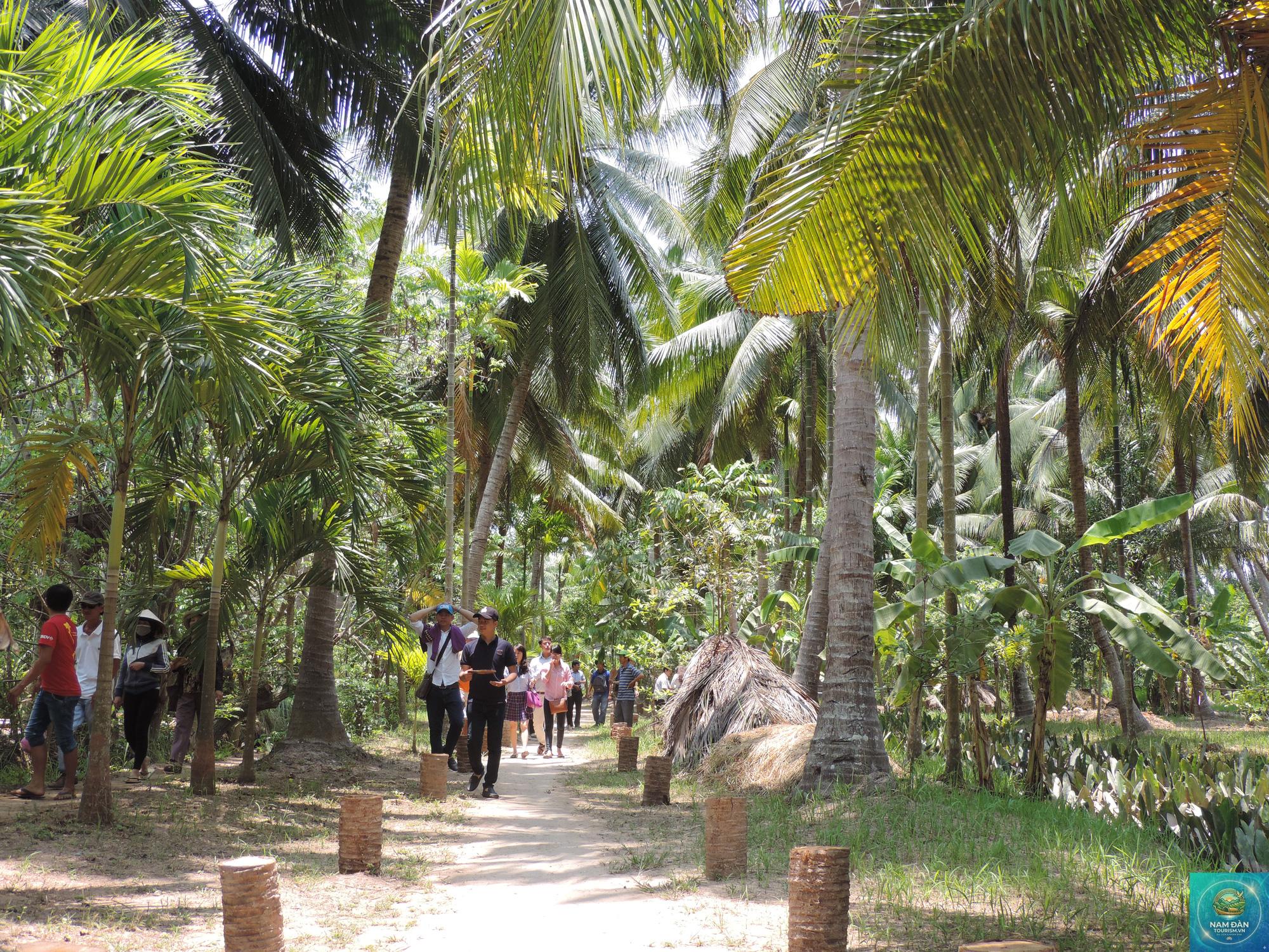 vườn dừa mẫu bến tre - Hình 1