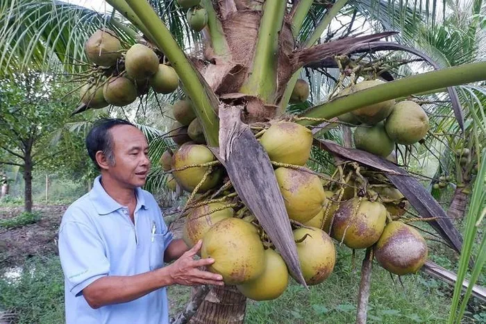 vườn dừa sáp cầu kè - Hình 3