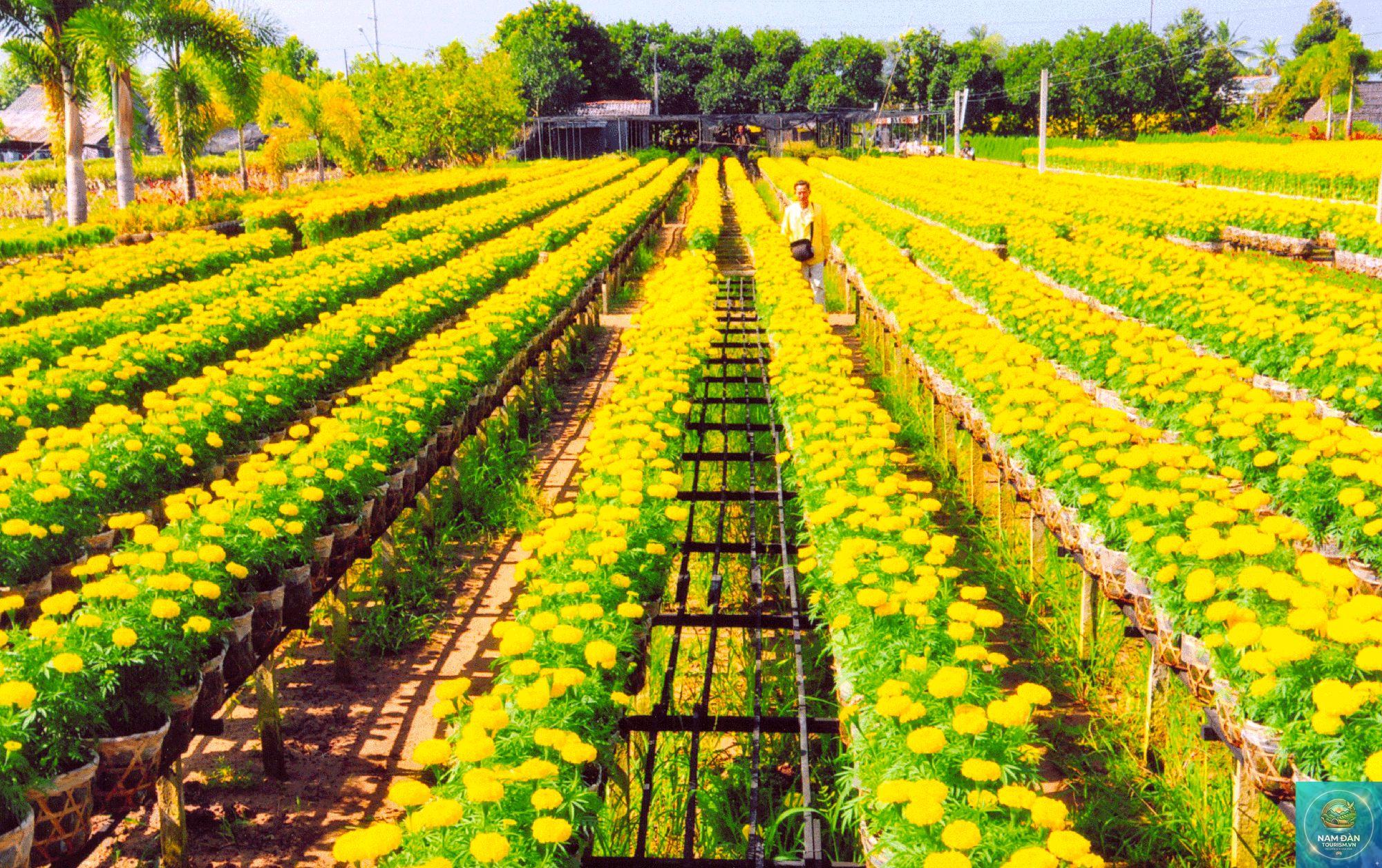vườn hoa kiểng sa đéc mở rộng - Hình 3