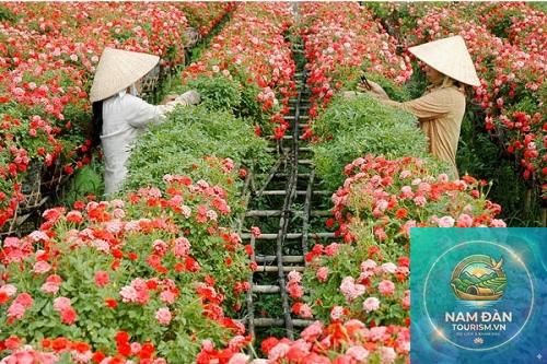 vườn hoa kiểng tân quy đông - Hình 3