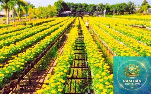 vườn hoa kiểng tân quy đông - Hình 5