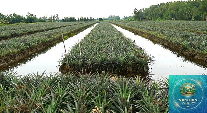 vườn khóm cầu đúc - Hình 3