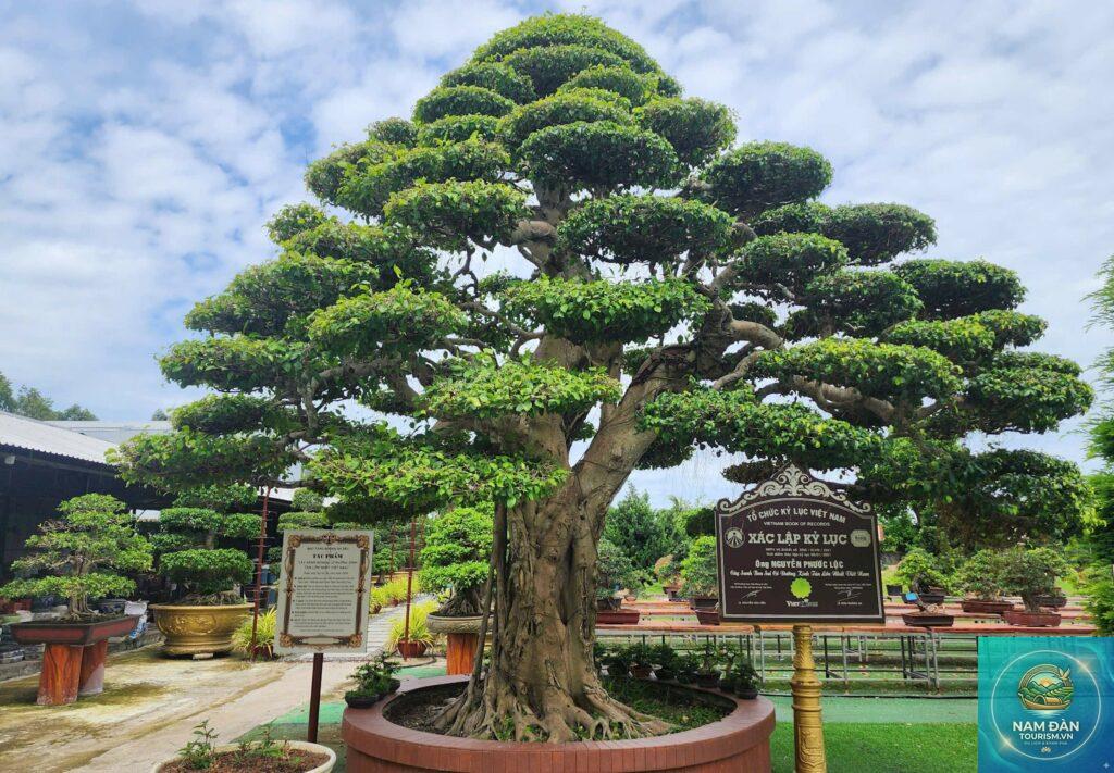 vườn kiểng bonsai sa đéc