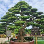 Vườn kiểng bonsai Sa Đéc: Tinh hoa nghệ thuật cây cảnh miền Tây vườn kiểng bonsai sa đéc