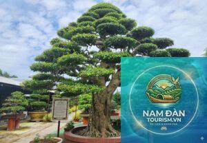 vườn kiểng bonsai sa đéc