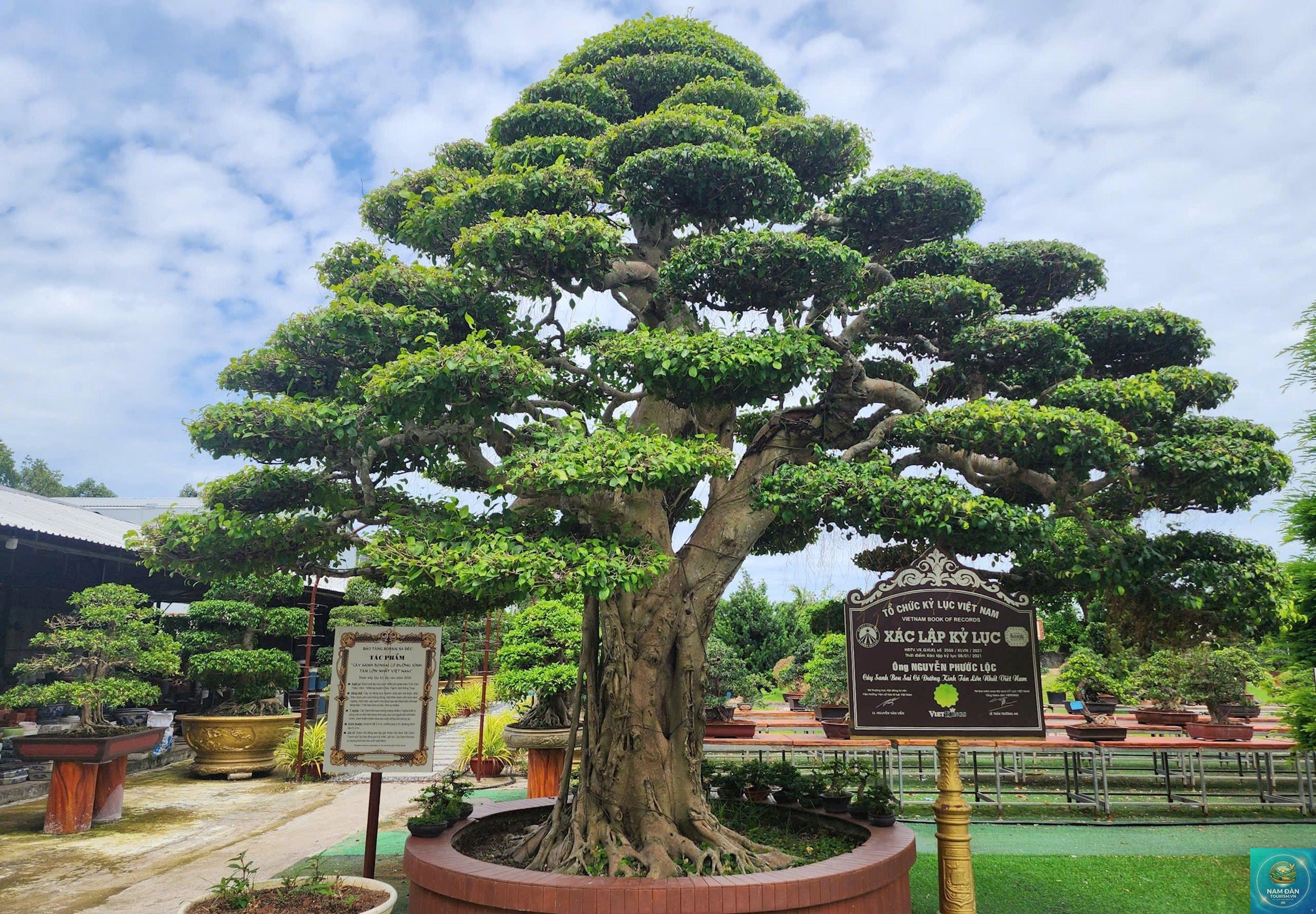 vườn kiểng bonsai sa đéc - Hình 1