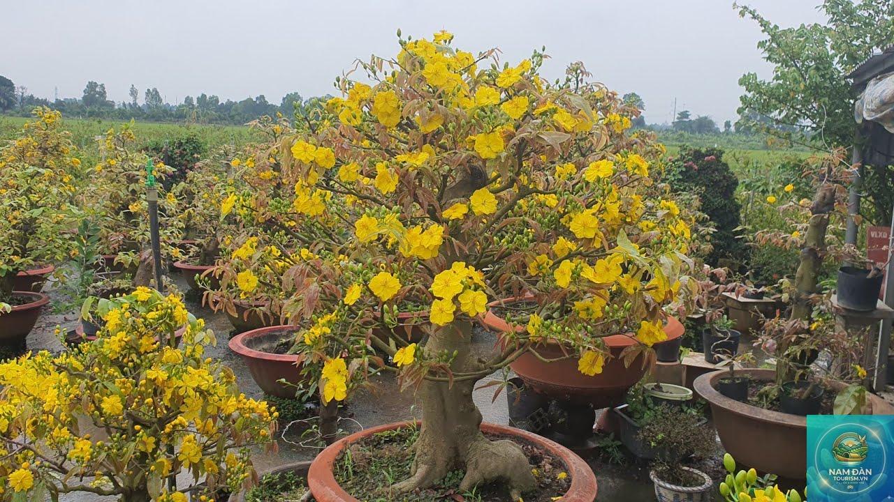 vườn kiểng mai vàng sa đéc - Hình 2