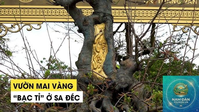 vườn kiểng mai vàng sa đéc - Hình 3