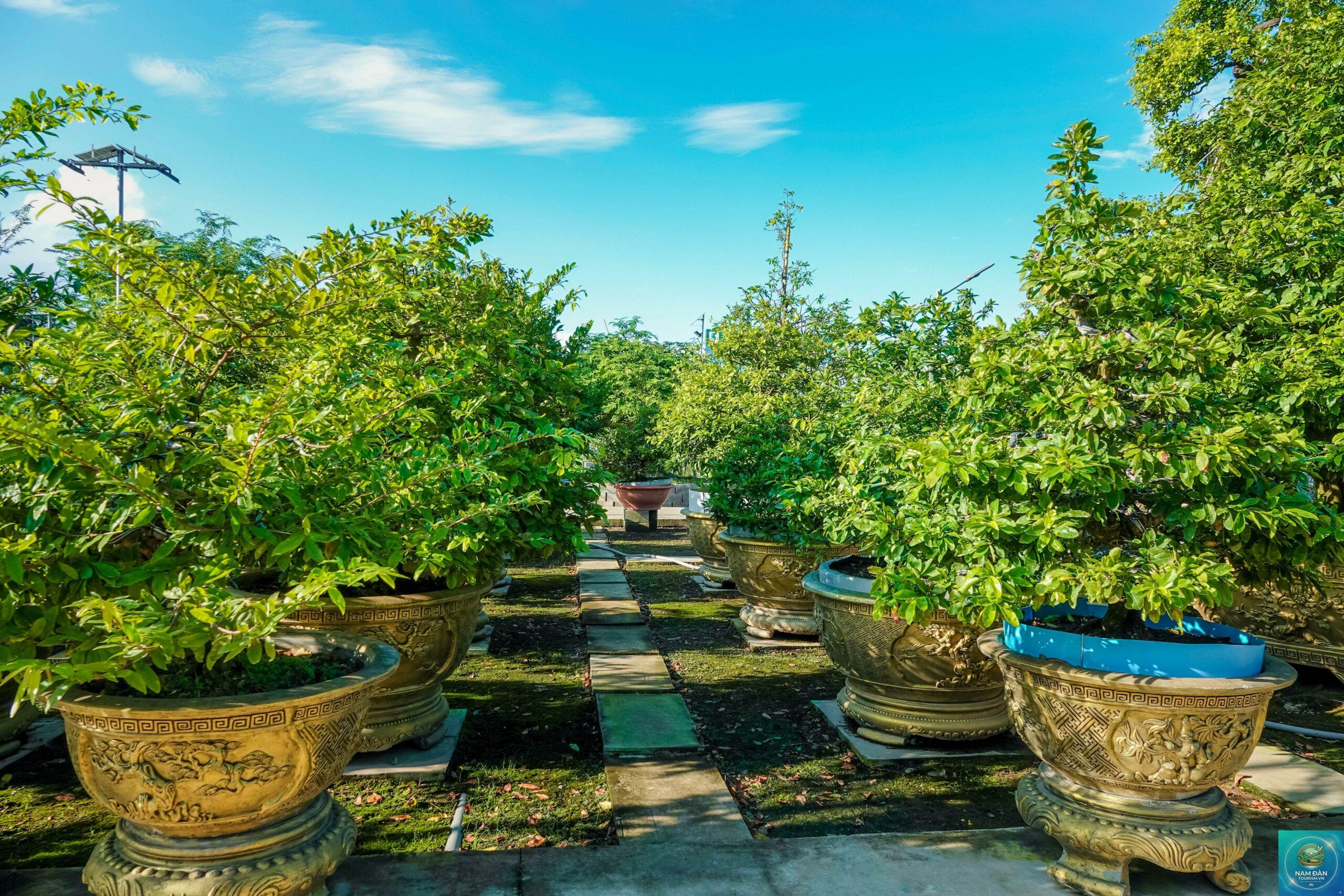 vườn kiểng mai vàng sa đéc - Hình 4