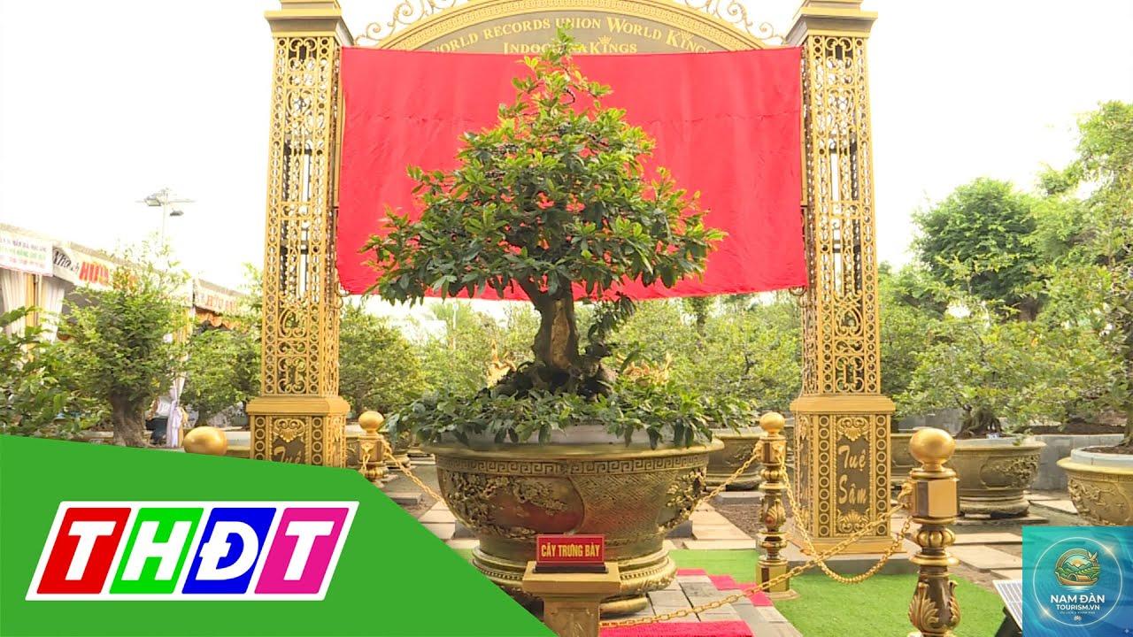 vườn kiểng mai vàng sa đéc - Hình 5