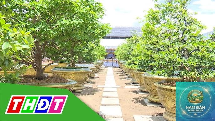 vườn kiểng mai vàng sa đéc