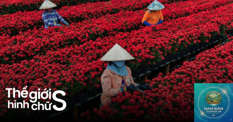 vườn kiểng tứ quý sa đéc - Hình 2