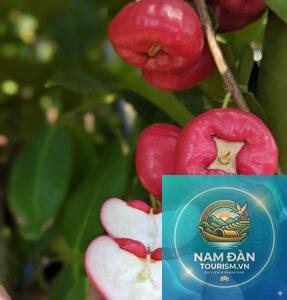 vườn mận trung lương