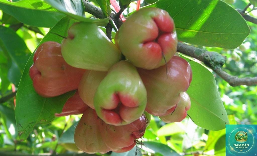 vườn mận trung lương - Hình 3