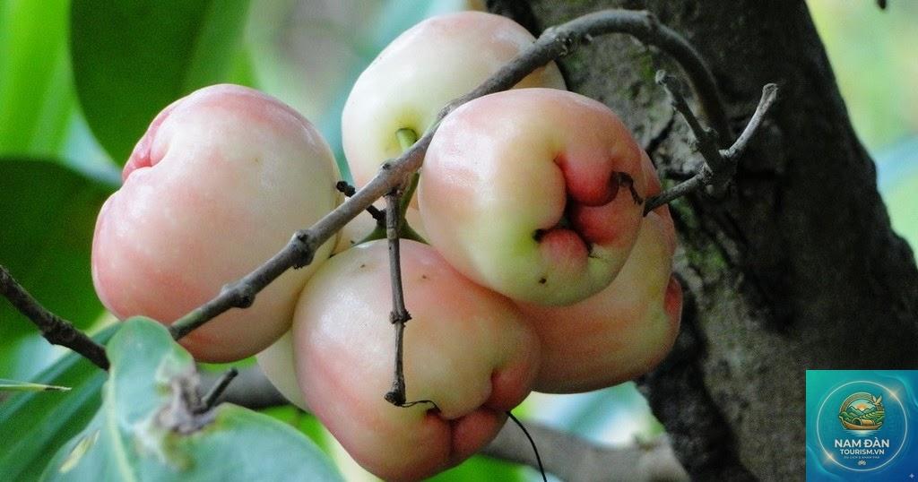 vườn mận trung lương - Hình 5