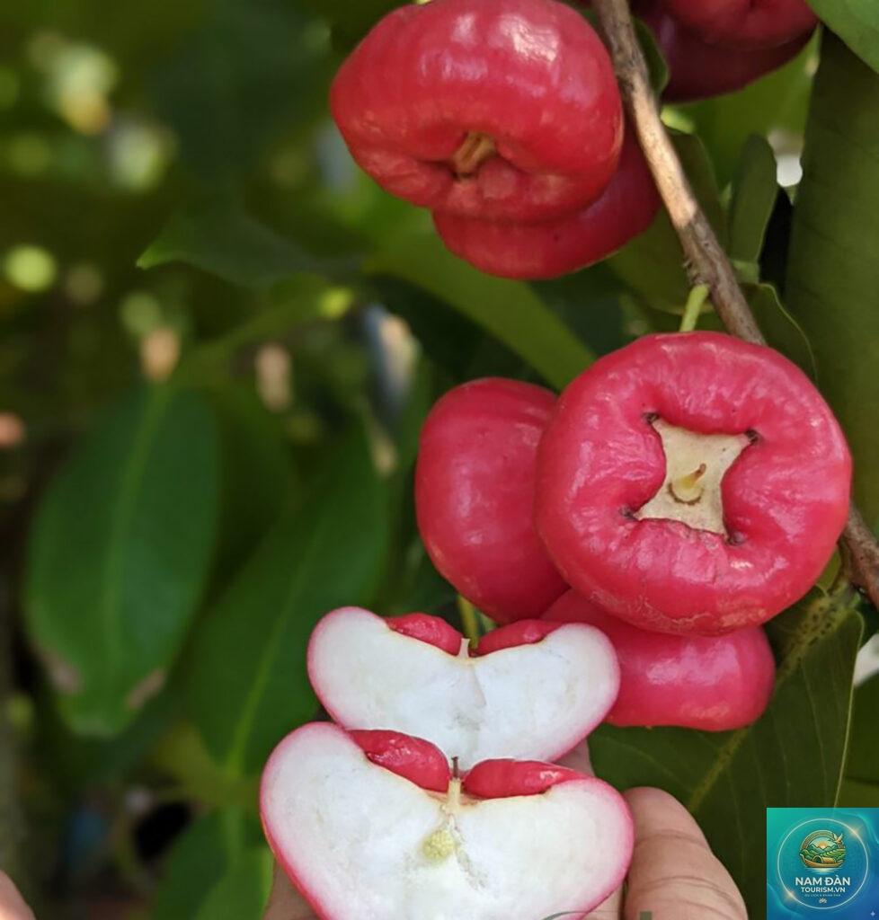 vườn mận trung lương