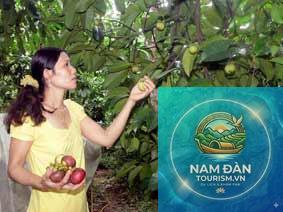 vườn măng cụt chợ lách - Hình 2