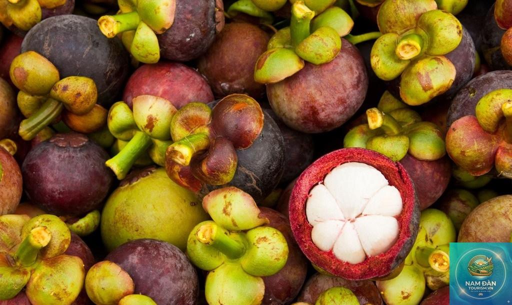 vườn măng cụt chợ lách - Hình 3