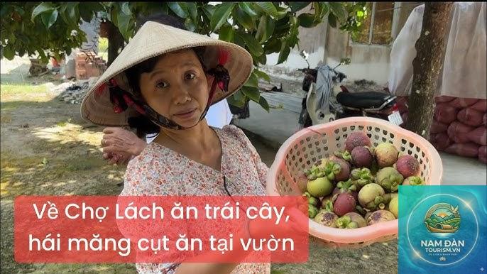vườn măng cụt chợ lách - Hình 4