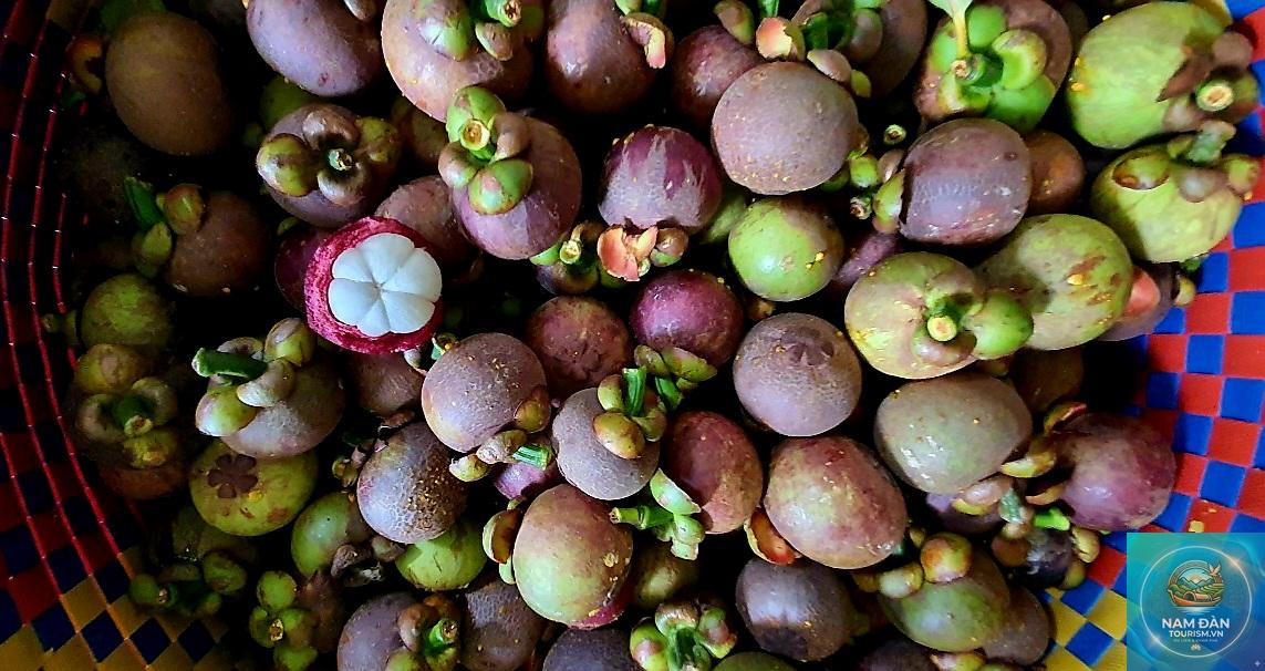 vườn măng cụt chợ lách - Hình 1