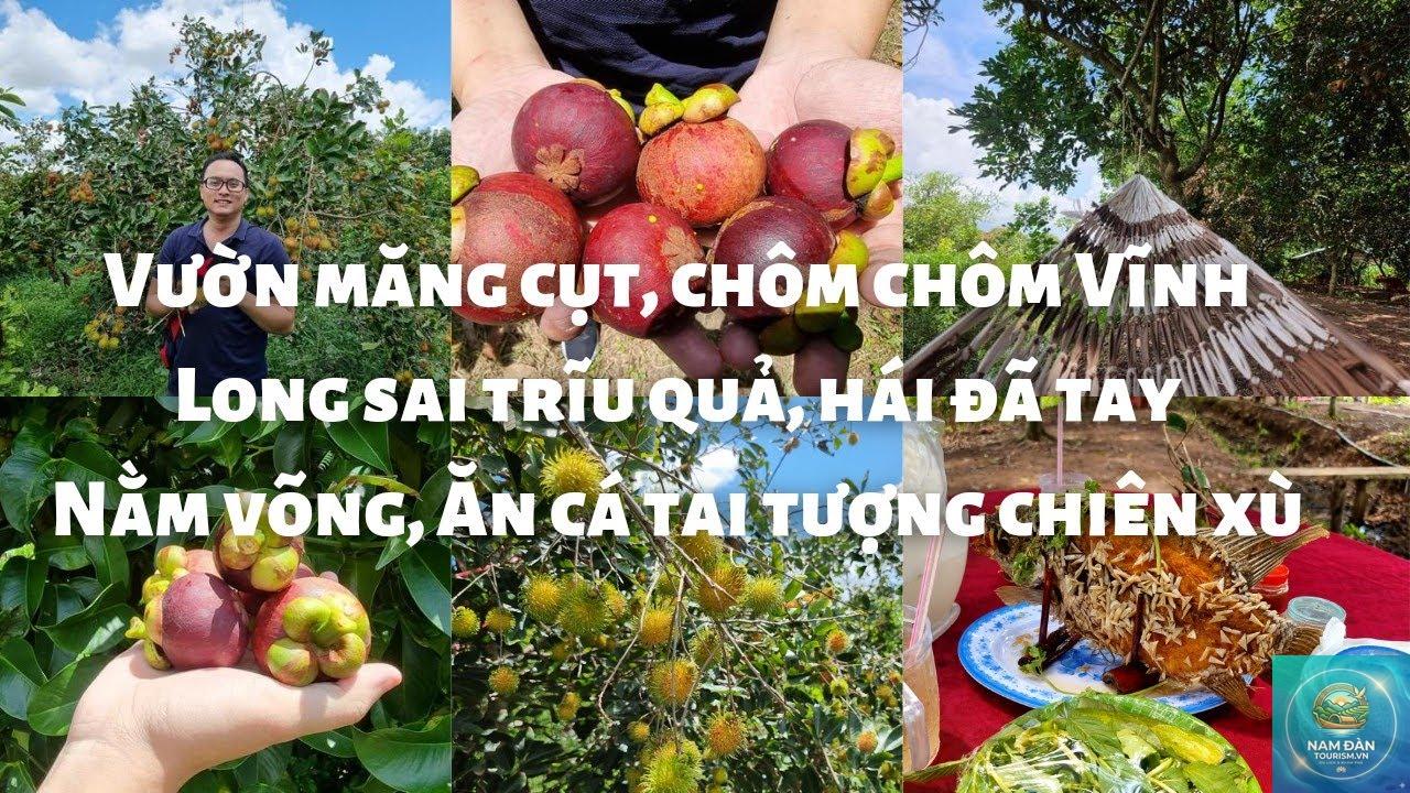 vườn măng cụt vĩnh long - Hình 2